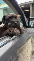 Billy, a male Miniature Schnauzer for sale in Lucedale, MS – 3 of 3