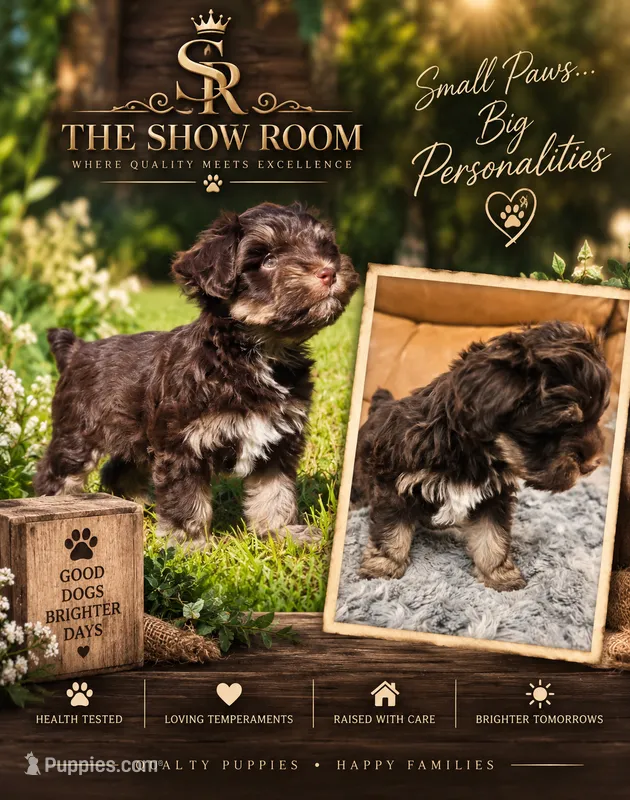Billy – Miniature Schnauzer puppy for sale in Lucedale, MS