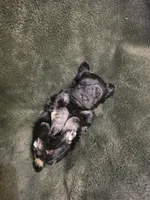 Tonya, a female Miniature Schnauzer for sale in Lucedale, MS – 4 of 4