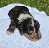 Spec, a male Miniature Schnauzer for sale in Lucedale, MS – 5 of 5