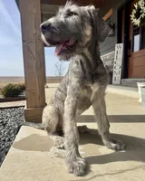 AKC Male Irish Wolfhound, a male Irish Wolfhound for sale in Tecumseh, NE – Photo 3 of 4