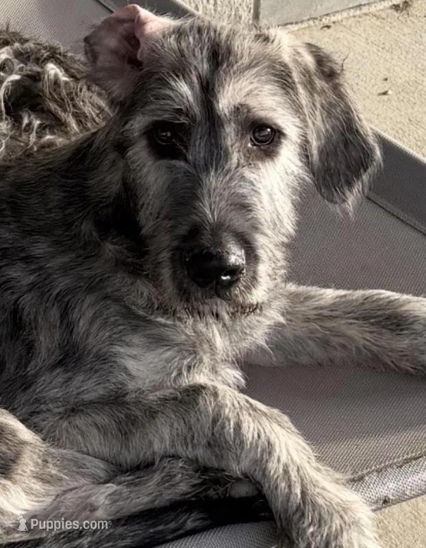 AKC Male Irish Wolfhound – Irish Wolfhound puppy for sale in Tecumseh, NE