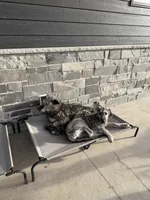 AKC Male Irish Wolfhound, a male Irish Wolfhound for sale in Tecumseh, NE – Photo 4 of 4