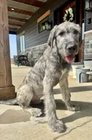 AKC Male Irish Wolfhound, a male Irish Wolfhound for sale in Tecumseh, NE – Photo 2 of 4