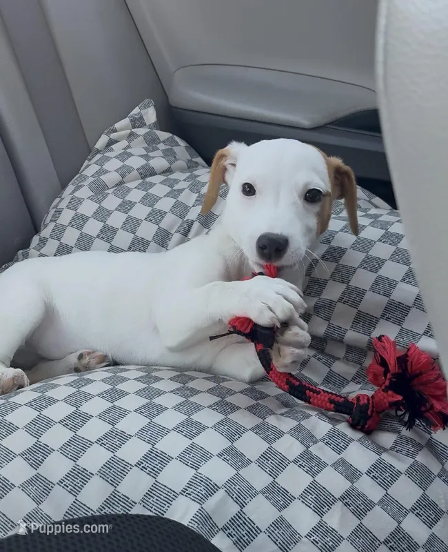 Luna – Jack Russell Terrier puppy for sale in San Antonio, FL