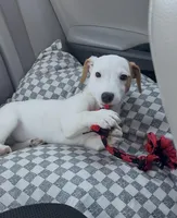 Luna, a female Jack Russell Terrier for sale in San Antonio, FL – Photo 1 of 2