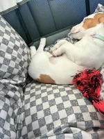 Luna, a female Jack Russell Terrier for sale in San Antonio, FL – Photo 2 of 2