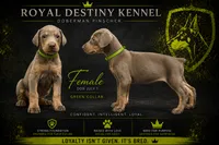 Green Dobie , a female Doberman Pinscher for sale in Ludowici, GA – 1 of 1