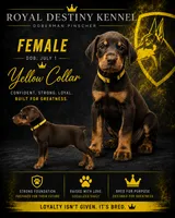 Yellow Dobie , a female Doberman Pinscher for sale in Ludowici, GA – 1 of 1
