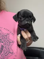 Purple, a female Pug for sale in Ludowici, GA – 2 of 2
