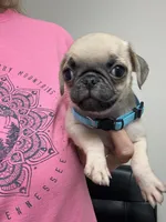 Blue, a male Pug for sale in Ludowici, GA – 2 of 2
