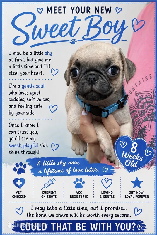 Blue – Pug puppy for sale in Ludowici, GA