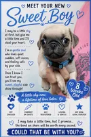 Blue, a male Pug for sale in Ludowici, GA – 1 of 2