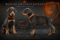 Orange Dobie, a female Doberman Pinscher for sale in Ludowici, GA – 1 of 1