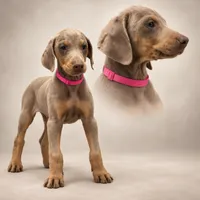 Pink Dobie , a female Doberman Pinscher for sale in Ludowici, GA – 2 of 2