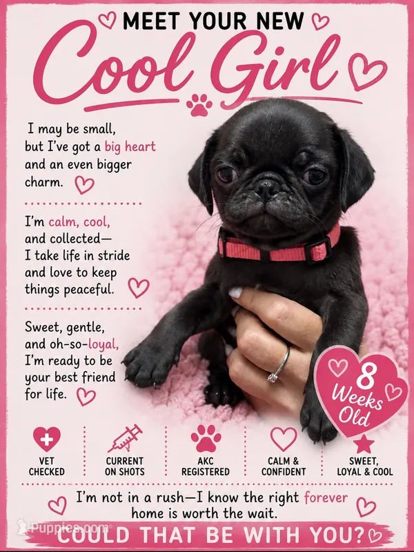 Pink – Pug puppy for sale in Ludowici, GA
