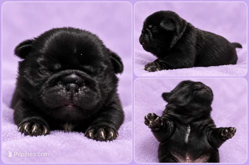 Wednesday  – Pug puppy for sale in Ludowici, GA