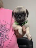 Green, a male Pug for sale in Ludowici, GA – 2 of 2
