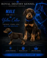 Blue Dobie , a female Doberman Pinscher for sale in Ludowici, GA – 1 of 1