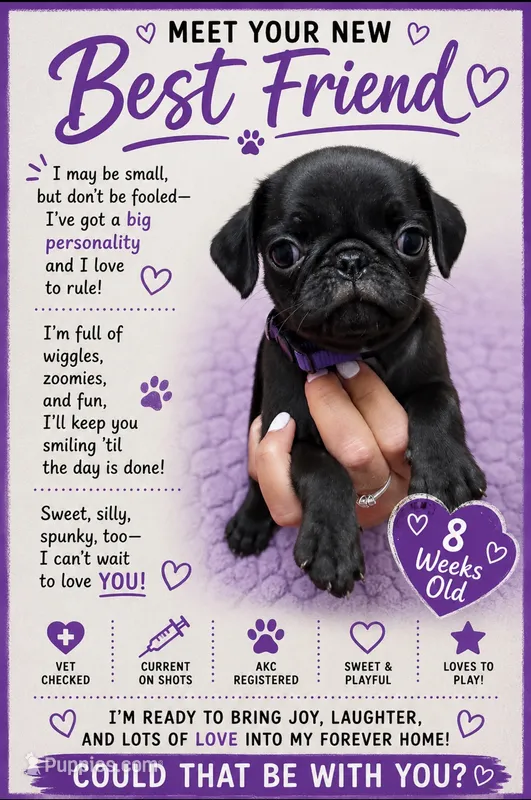 Purple – Pug puppy for sale in Ludowici, GA