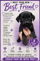 Purple, a female Pug for sale in Ludowici, GA – 1 of 2