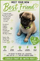 Green, a male Pug for sale in Ludowici, GA – 1 of 2