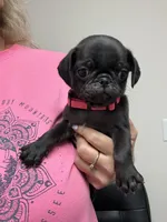 Pink, a female Pug for sale in Ludowici, GA – 2 of 2