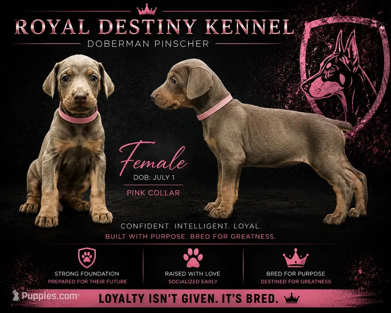 Pink Dobie  – Doberman Pinscher puppy for sale in Ludowici, GA