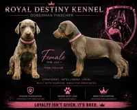 Pink Dobie , a female Doberman Pinscher for sale in Ludowici, GA – 1 of 1