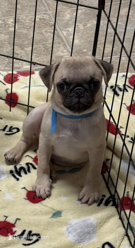 Blue Pug – Pug puppy for sale in Ludowici, GA