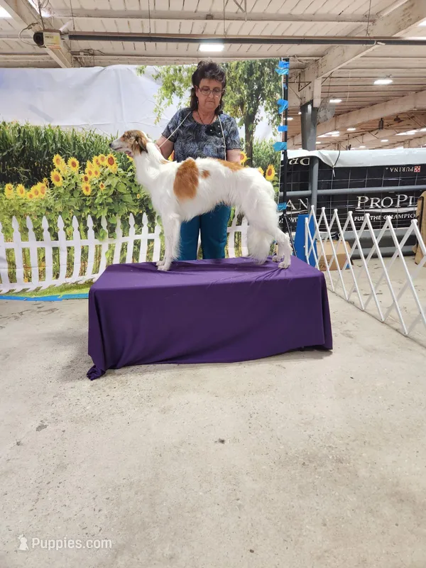 Garrett – Silken Windhound puppy for sale in Santa Anna, TX