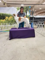 Garrett, a male Silken Windhound for sale in Santa Anna, TX – 1 of 2