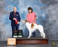 Garrett, a male Silken Windhound for sale in Santa Anna, TX – 2 of 2