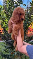 Red, a male Goldendoodle for sale in Orlando, FL – 4 of 4