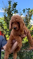 Red, a male Goldendoodle for sale in Orlando, FL – 2 of 4
