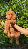 Tank, a male Goldendoodle for sale in Orlando, FL – 4 of 4