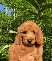 Tank, a male Goldendoodle for sale in Orlando, FL – 3 of 4