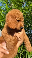 Tank, a male Goldendoodle for sale in Orlando, FL – 2 of 4