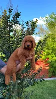 Red, a male Goldendoodle for sale in Orlando, FL – 3 of 4
