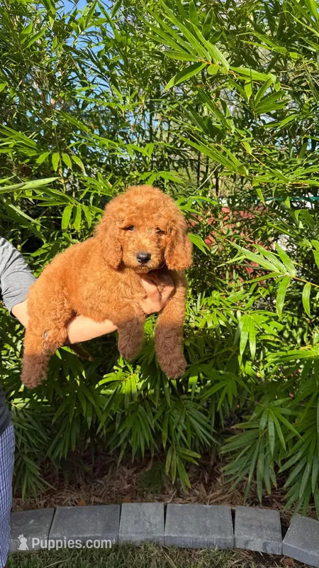 Tank – Goldendoodle puppy for sale in Orlando, FL
