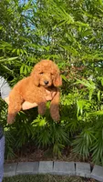 Tank, a male Goldendoodle for sale in Orlando, FL – 1 of 4