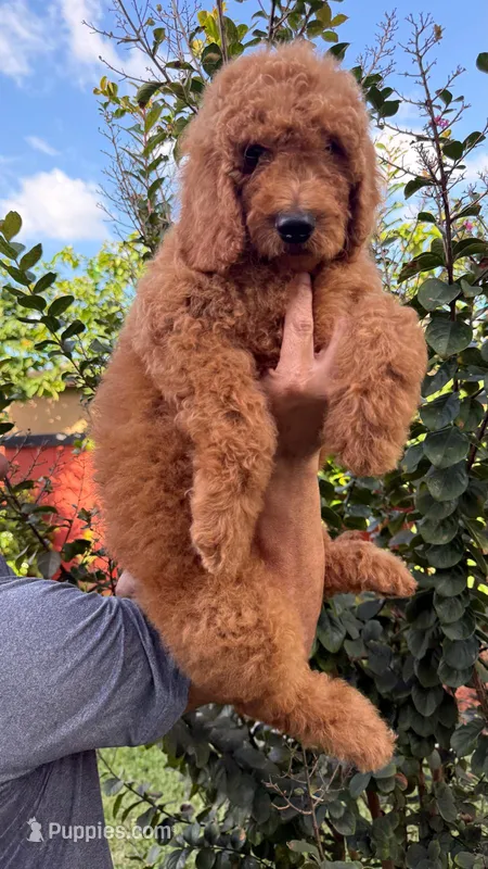 Red – Goldendoodle puppy for sale in Orlando, FL