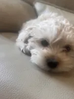 Spencer , a male Maltese and Poodle - Miniature  for sale in Rio Rancho, NM – 3 of 5