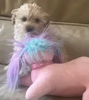 Spencer , a male Maltese and Poodle - Miniature  for sale in Rio Rancho, NM – 4 of 5