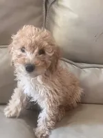 Charlie, a male Maltese and Poodle - Miniature  for sale in Rio Rancho, NM – 6 of 6