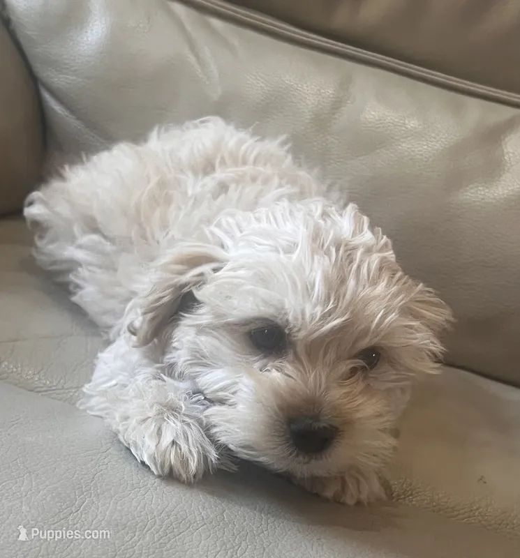 Spencer  – Maltese, Poodle - Miniature  puppy for sale in Rio Rancho, NM