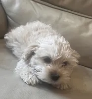 Spencer , a male Maltese and Poodle - Miniature  for sale in Rio Rancho, NM – 1 of 5