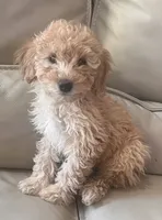 Charlie, a male Maltese and Poodle - Miniature  for sale in Rio Rancho, NM – 2 of 6