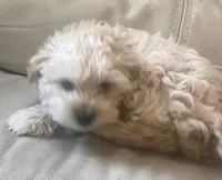 Spencer , a male Maltese and Poodle - Miniature  for sale in Rio Rancho, NM – 2 of 5