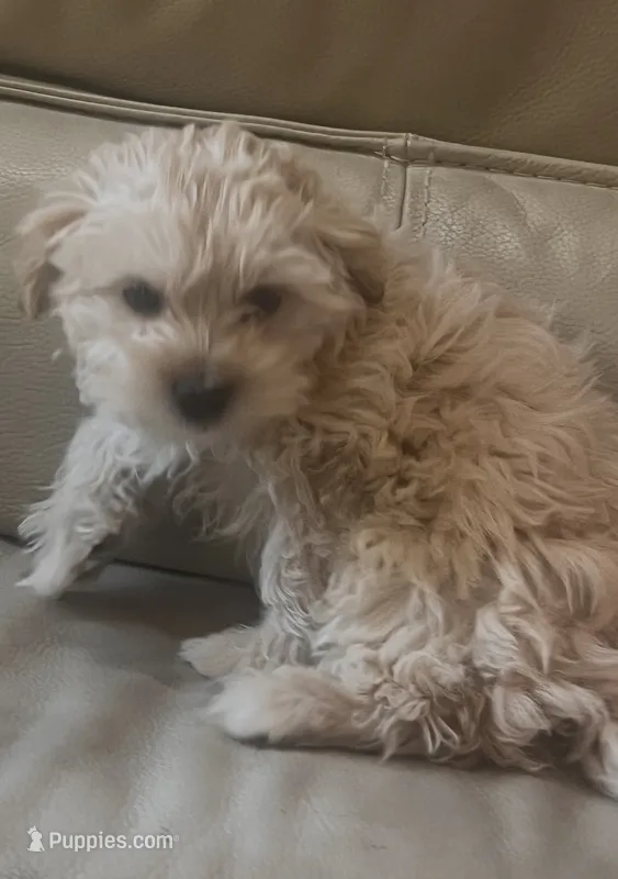 Spencer  – Maltese, Poodle - Miniature  puppy for sale in Rio Rancho, NM